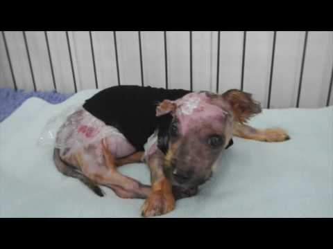 Puppy Punished With Boiling Water Proves That Love Is Stronger Than Hate! HD