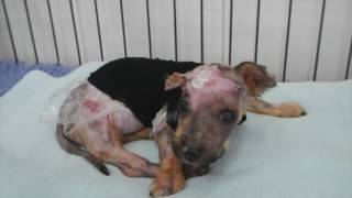 Puppy Punished With Boiling Water Proves That Love Is Stronger Than Hate! HD