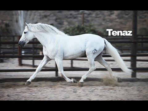 Spanish Qualified Stallion