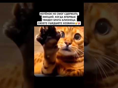 Скучает🥺#рек#кот#хозяин #животные #милота