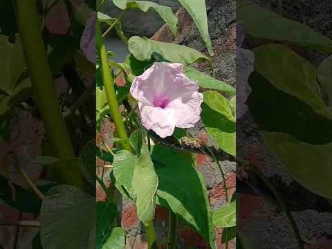 #guess the name of this beautiful flower#tranding #shorts #plants #like #share #subscribe #please