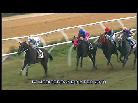Galoppo Corse del 2 FEBBRAIO 2019
