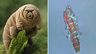 Tardigrade 🧬 The TOUGHEST Creature Alive!