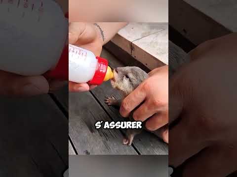 La gentillesse d'un homme a changé la vie d'une loutre ! ❤️