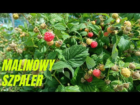 Malinowy szpaler. Najlepszy sposób prowadzenia malin?