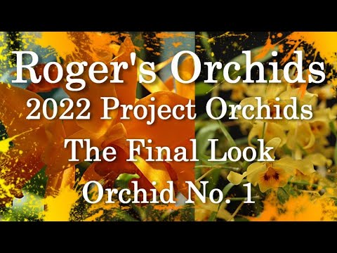 2022 Project Orchids - The Final Look, Orchid No. 1