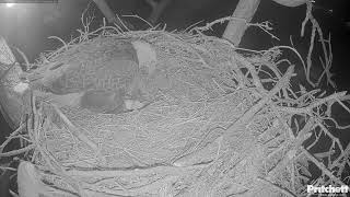 Download lagu We have a HATCH! Welcome to the World E26! mp3 Download lagu We have a HATCH! Welcome to the World E26! mp3