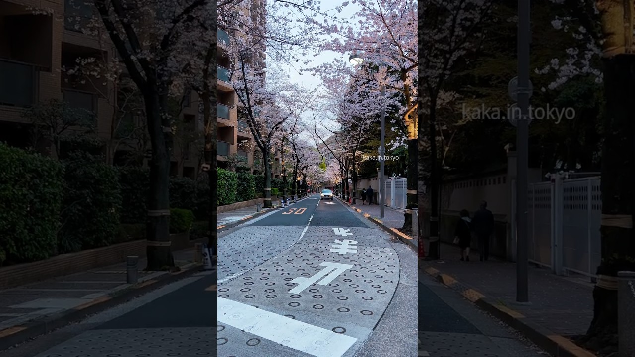 Sakura season in Tokyo🌸#東京散歩 #日本の美 #tokyostreet #japanvibes #cinematic #japantravel #street #sakura