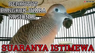 Download lagu Perkutut bangkok juara nasional, Suara MEWAH irama MERDU. mp3