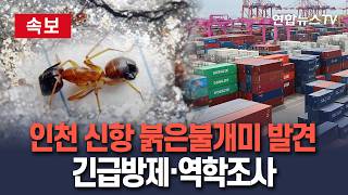 [????속보] 인천 신항 붉은불개미 발견…긴급 방제·유입경로 역학조사 / 연합뉴스TV(YonhapnewsTV)