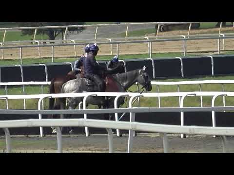 ARREST ME RED -  PLAMEN 3/8