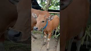 Download lagu 4 bulan ,harga sudah capai 7-8juta , anakan sapi bali #shorts mp3 Download lagu 4 bulan ,harga sudah capai 7-8juta , anakan sapi bali #shorts mp3