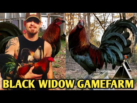 Ripley, Mississippi!!! BLACK WIDOW FARM 🐓💯 Beautifull Birds