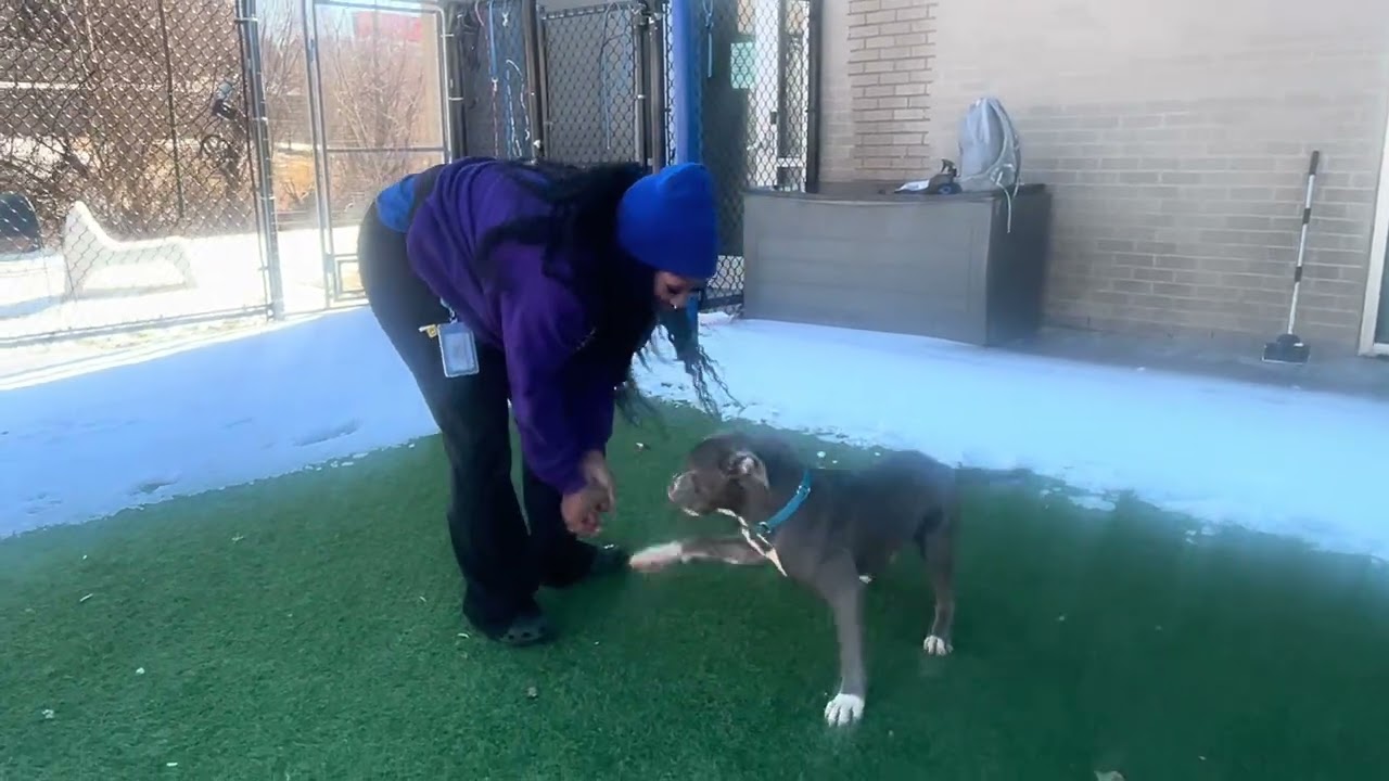 Hunter, a ADOPTABLE American Staffordshire Terrier in Sharon, CT video 4/4