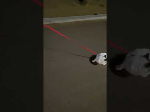 Ragdoll cats first walk outside - leash training