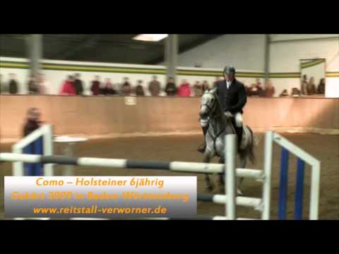 Como -- Holsteiner 6jährig