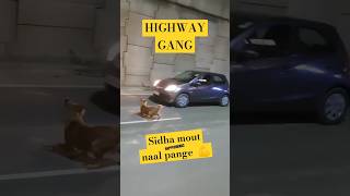 Dogs Accident with Car fight on highway . dog barking to car running on highway #dog #highway #car