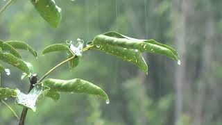 Chuva Suave e Constante 🌧 Som Calmante para Relaxamento e Sono Reparador 🌧 ASMR
