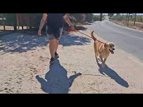 Vídeo de FLAX