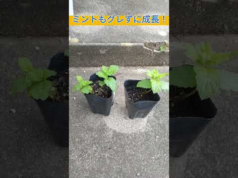 ヘビに対してペパーミントを使用するにはどうすればよいですか?庭園の秘密  庭園