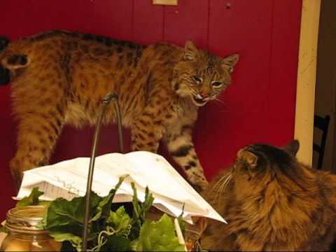 download lagu mp3 mp4 Bobcat Sounds, download lagu Bobcat Sounds gratis, unduh video klip Bobcat Sounds