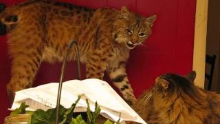 The Scary Sounds that a Wild Bobcat makes.  Rarely heard. (READ DESCRIPTION)