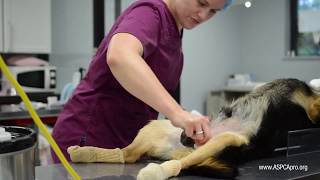 Spay/Neuter Patient Care: Patient Prep - Canine