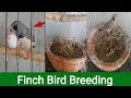 Finch bird breeding | Breeding cage breeding box and Finch bird breeding tips