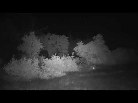 Djuma: Lone Elephant walks across dam wall - 04:48 - 03/21/20