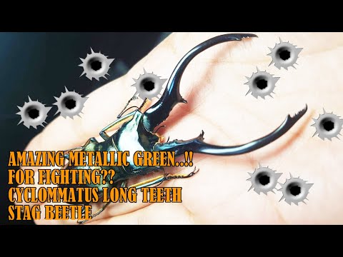 AMAZING METALLIC GREEN..!! FOR FIGHTING?? CYCLOMMATUS LONG TEETH STAG BEETLE. 몬길론가위사슴벌레. (아르팍아종)