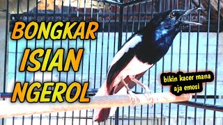 Download lagu KACER BONGKAR ISIAN NGEROL BIKIN KACER MANA AJA EMOSI !! PANCINGAN KACER GACOR FULL ISIAN . mp3