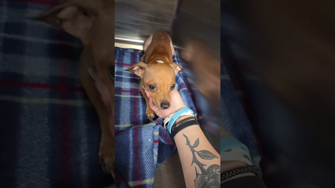 Enlarge Potato, a Adoptable Chihuahua in Boulder, CO video 2/6