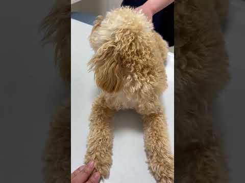 経営学科 入試の抜歯の前に聴診器とお尻で検温されるトイプードル8ヶ月 #toypoodle #トイプードル #puppy  #子犬