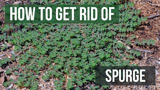 How to Get Rid of Spurge (4 Easy Steps)
