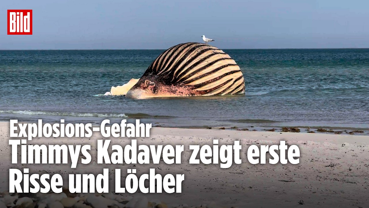 BILD vor Ort in Dänemark: Möwen fressen an Buckelwal Timmy