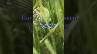 the cutest clam dance! #beach #underwater #ocean #seashell #funnyshorts