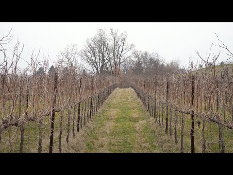 Alessandro Winkler il dentista vignaiolo tutore della rara Boschera
