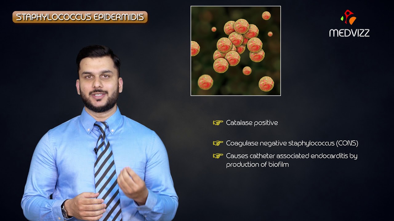 staphylococcus epidermidis quick review - Medvizz microbiology animations - YouTube