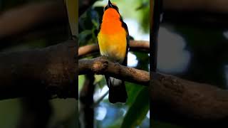 Download lagu suara burung sikatan narsis @D.Hewan. #suaraburung #sikatannarsis #burungcantik #kicauanburung mp3