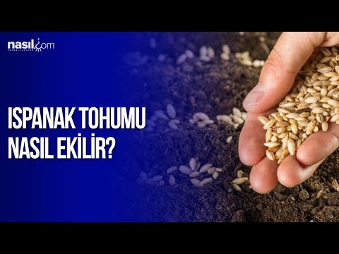 download lagu mp3 mp4 spanak Tohumu, download lagu spanak Tohumu gratis, unduh video klip spanak Tohumu