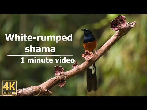 One Minute with the White Rumped Shama: A Indian Songbird Superstar