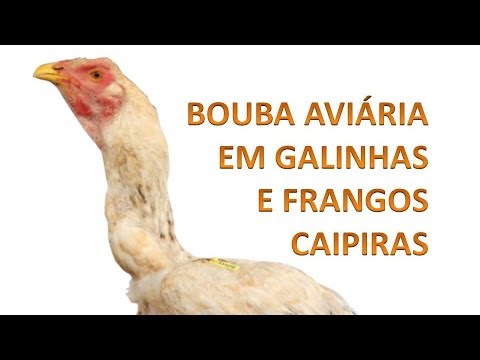 , title : 'BOUBA AVIÁRIA em galinhas caipiras'