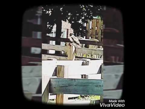 A lil taste of the Danforth| J.Rocalot vlogs episode #15