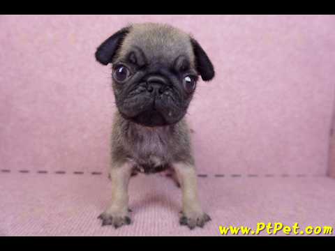 09/08巴哥母幼犬2號(屏東新園)