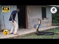 ​17 MOST TERRIFYING ANIMAL ATTACKS Ever Caught On Camera
