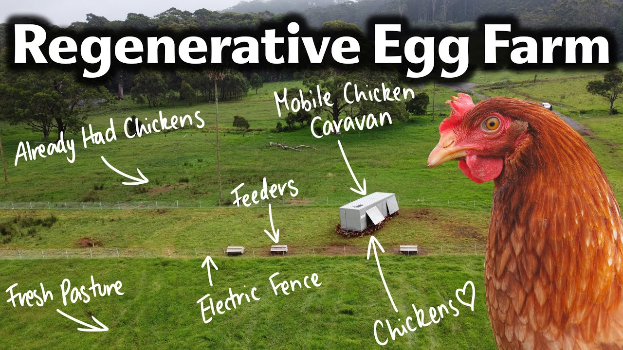 Australian Pasture Raised Eggs - Everything You Need to Know | Jamberoo Mountain Farm