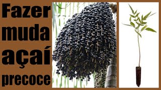 HOW TO GROW EARLY AND SHORT-STAGE AÇAÍ SEEDLINGS. Produces super fast.