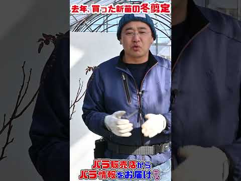 フロリバンダ「テキーラ 2003」 植物