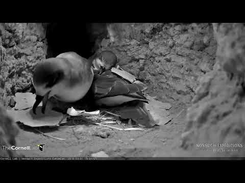 Male's First Visit While Egg Is Hatching—March 1, 2018 | Bermuda Cahow Cam