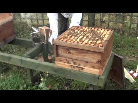 download lagu mp3 mp4 Fondant For Bee Feeding, download lagu Fondant For Bee Feeding gratis, unduh video klip Fondant For Bee Feeding